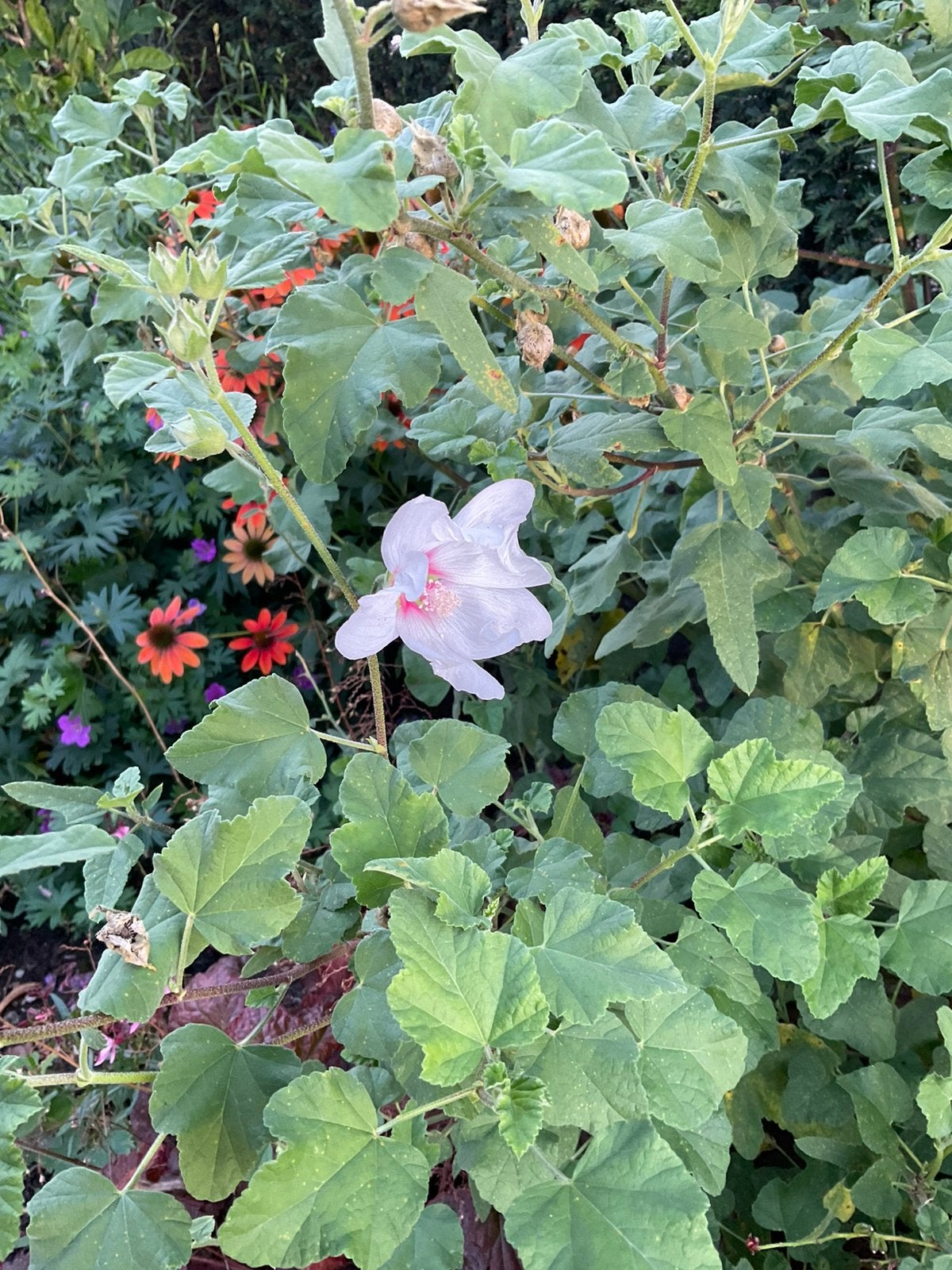 Lavatera wit met roze hart, Ophalen, Overige soorten, Struik, Minder dan 100 cm
