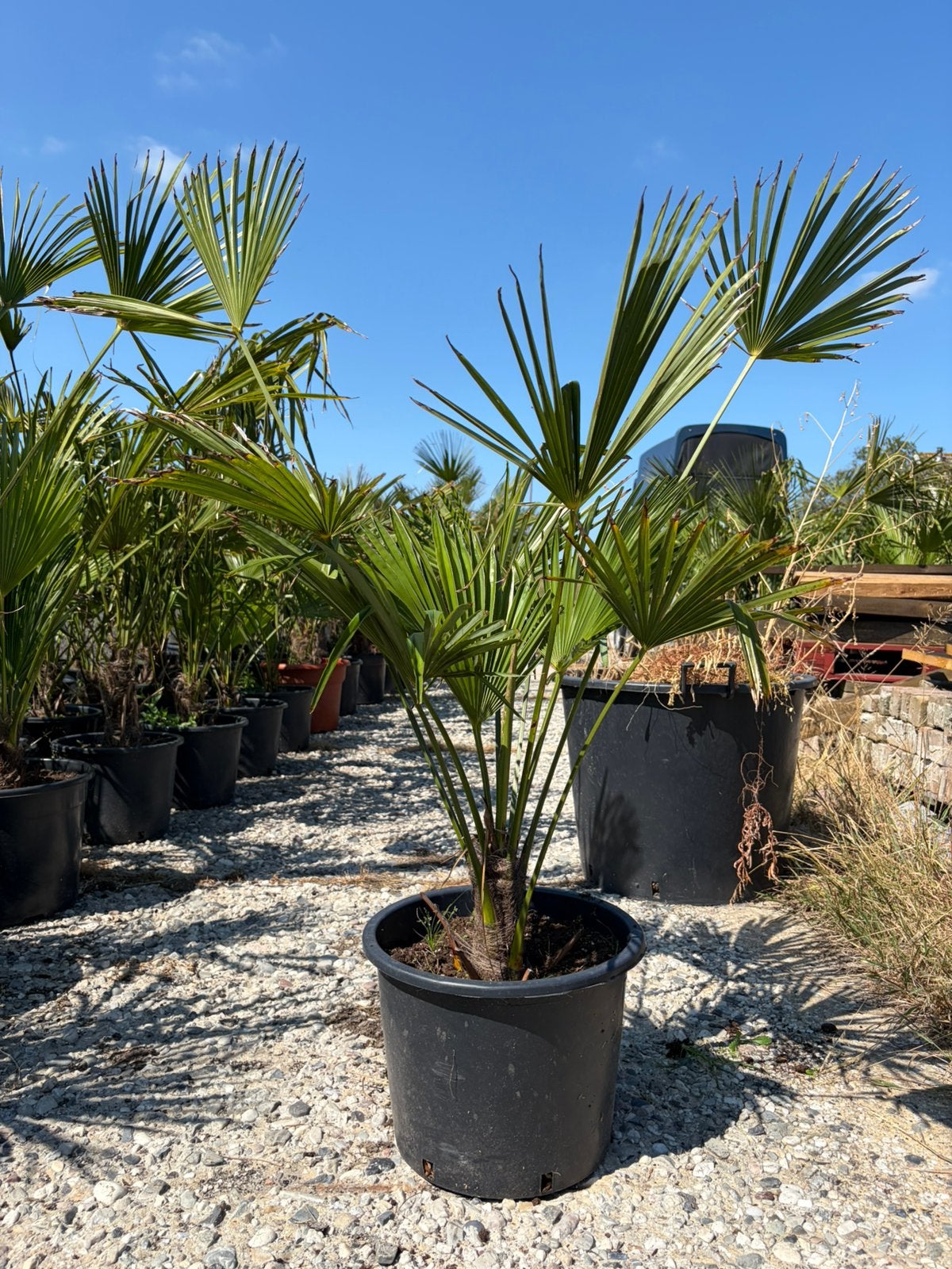 Palmboom middelgroot, Tuin en Terras, Ophalen, Overige soorten, Volle zon