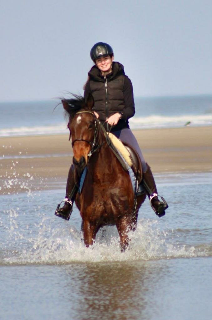 fantastische 7 jarige draver ruin, Minder dan 160 cm, Met stamboom, Ruin, 7 tot 10 jaar