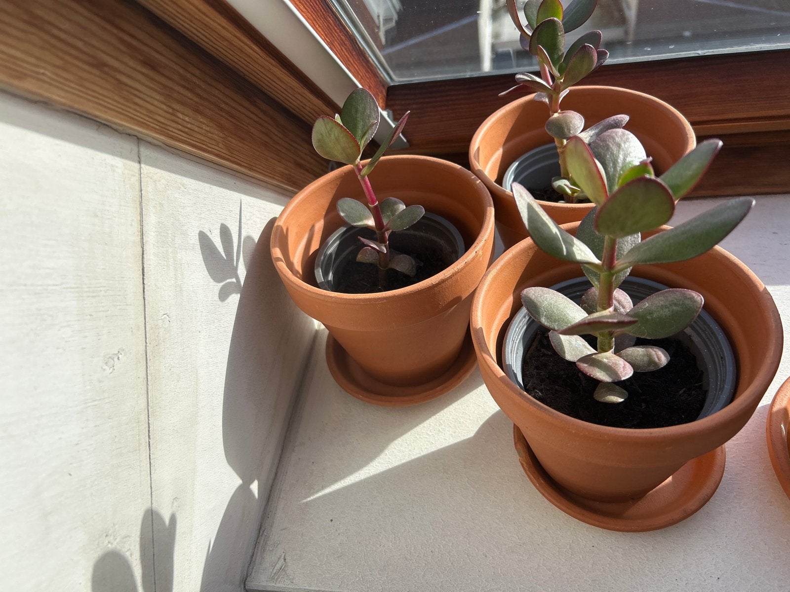 Crassula Ovata (Jadeplant) stekjes in terracotta pot, Volle zon, Vaste plant, Bloeit niet, Ophalen