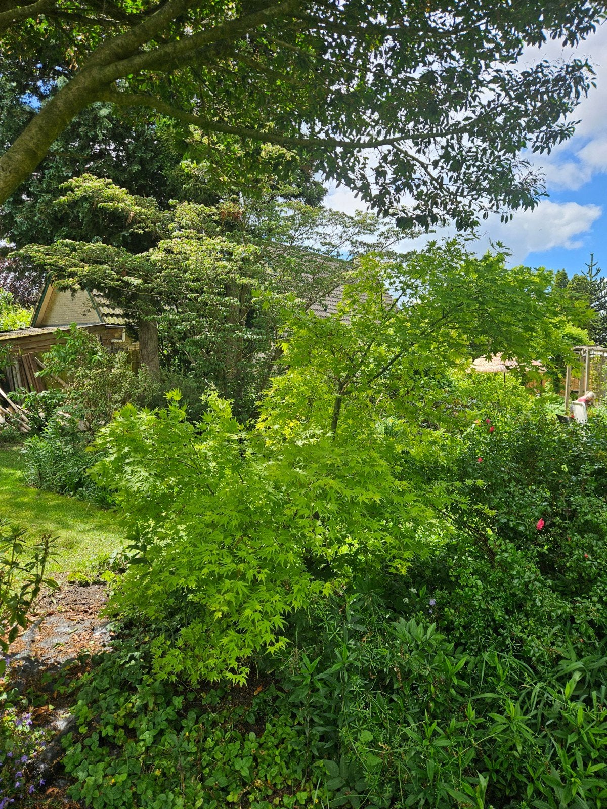 Prachtige Japanse Esdoorn - Acer Palmatum, Tuin en Terras, Halfschaduw, Overige soorten, Lente, 100 tot 250 cm