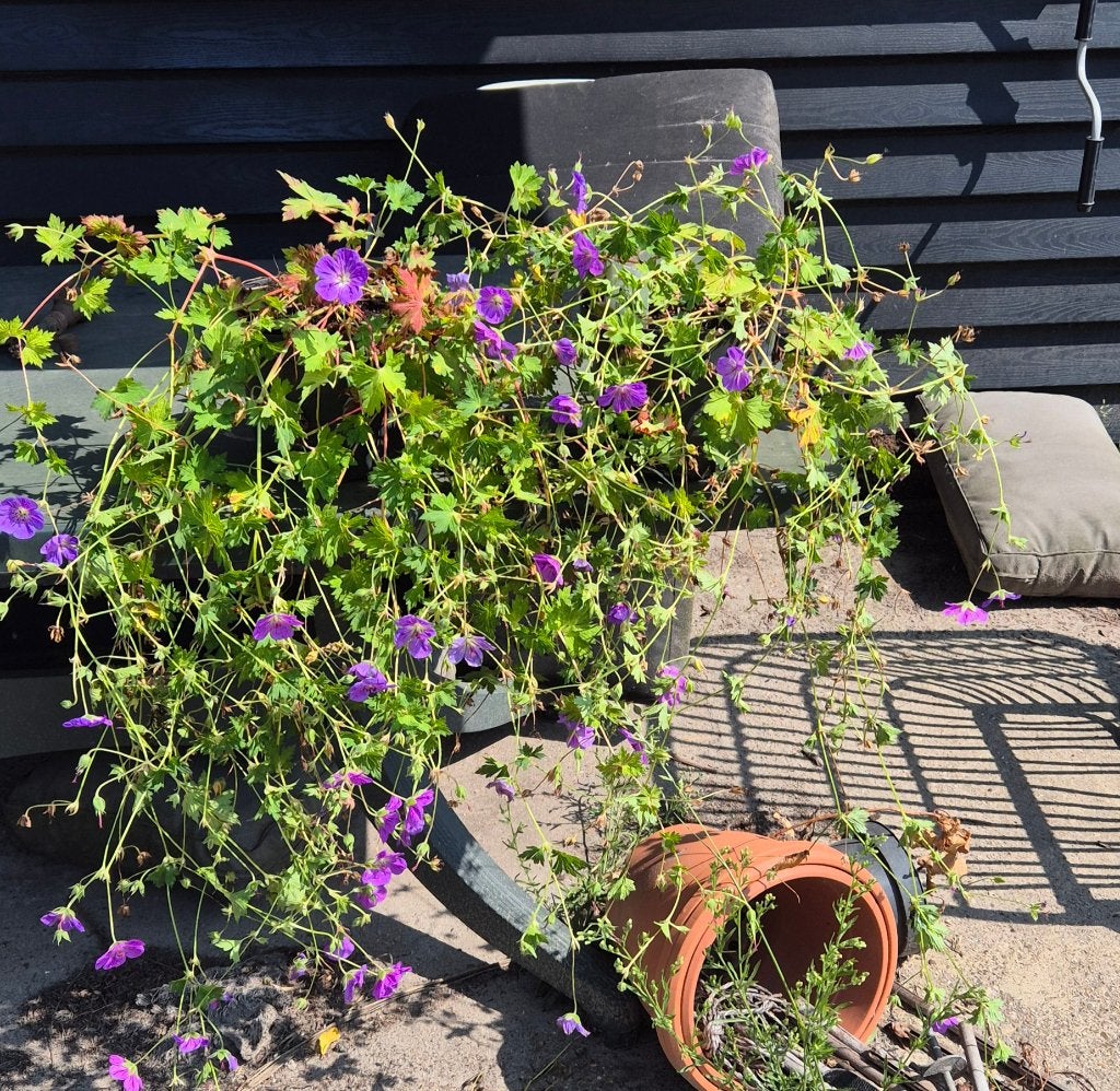 geranium rozanne, Ophalen, Bodembedekkers, Volle zon, Vaste plant