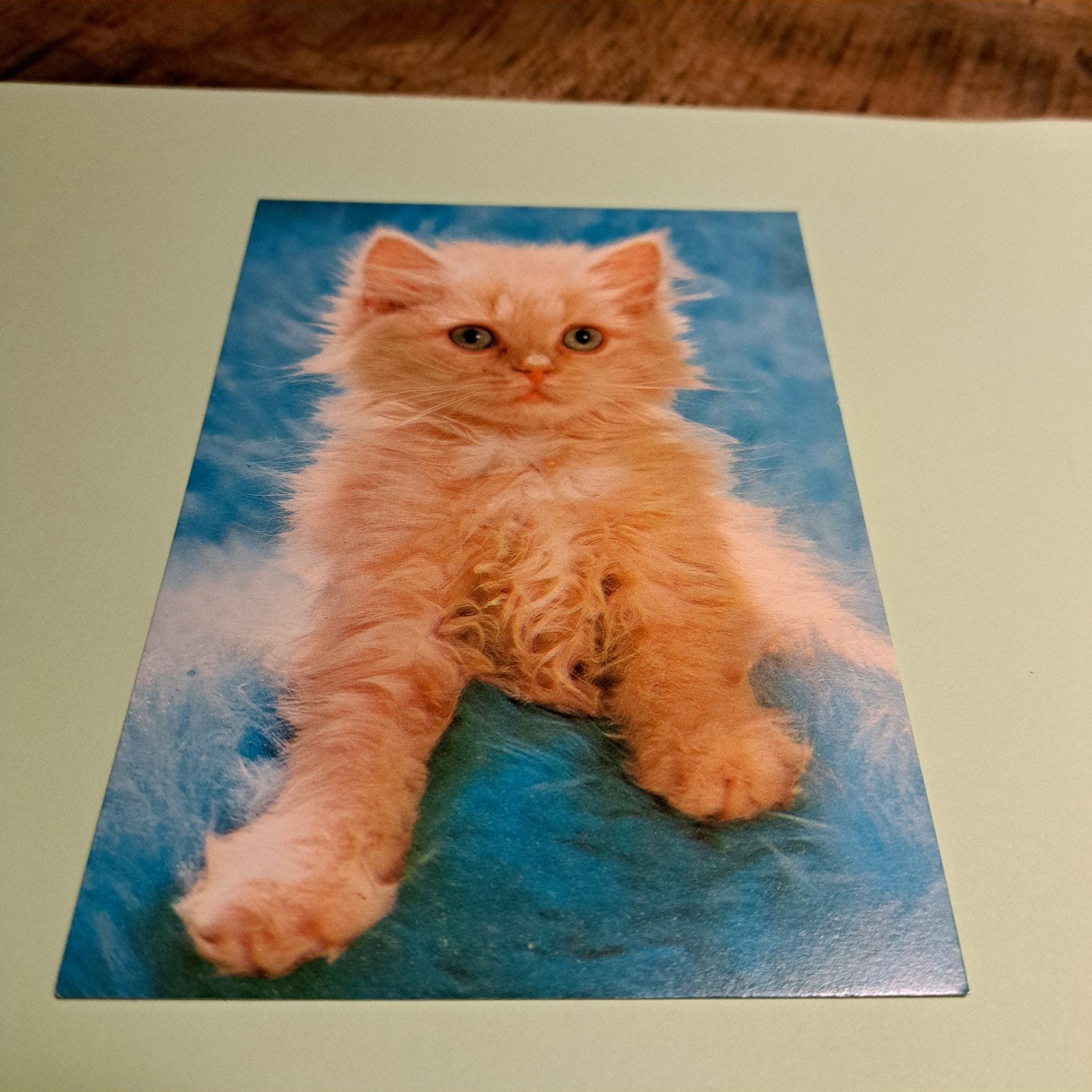 Ansichtkaart: Schattige Perzische Kat op Blauwe Achtergrond, Ophalen of Verzenden, 1980 tot heden, Ongelopen, Hond of Kat