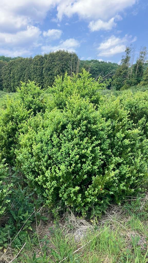 Buxus sempervirens ruim 400 stuks moet weg!!!!!, Tuin en Terras, Ophalen of Verzenden, Minder dan 100 cm