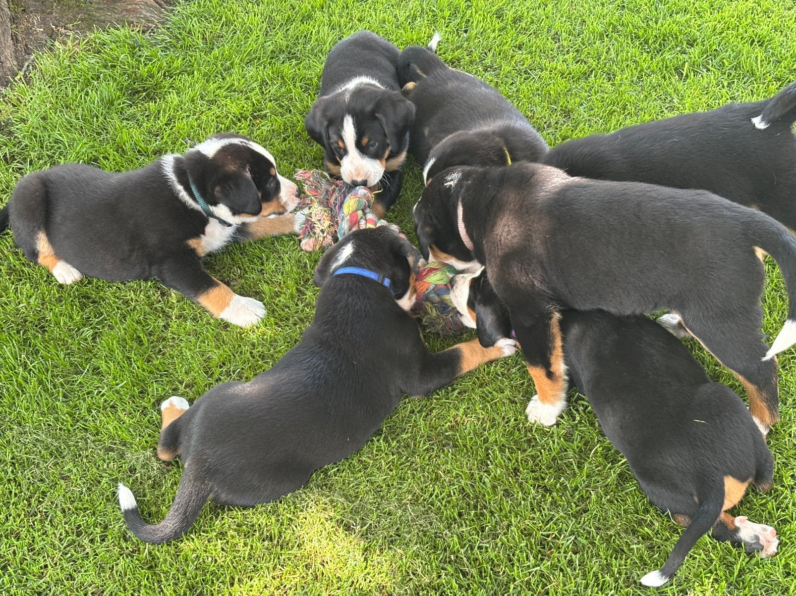 Zwitserse Appenzeller puppy’s, Dieren en Toebehoren, Honden | Niet-rashonden, 8 tot 15 weken, Parvo, Meerdere, Meerdere dieren