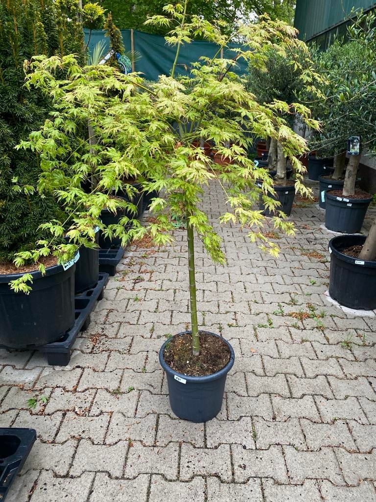 Japanse esdoorn op stam 'Peaches and Cream', Tuin en Terras, Planten | Tuinplanten, Vaste plant, Overige soorten, Halfschaduw