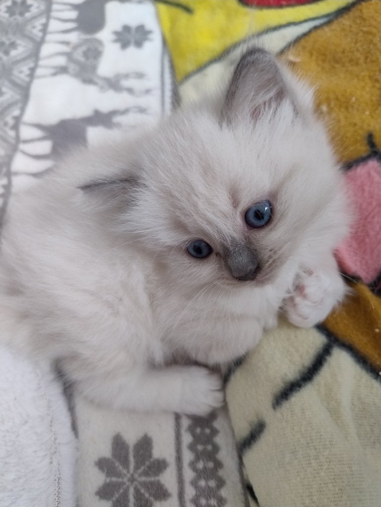PRACHTIGE RAGDOLL POESJES BLEU MINK UPDATE, Dieren en Toebehoren, Poes, Ontwormd, 0 tot 2 jaar