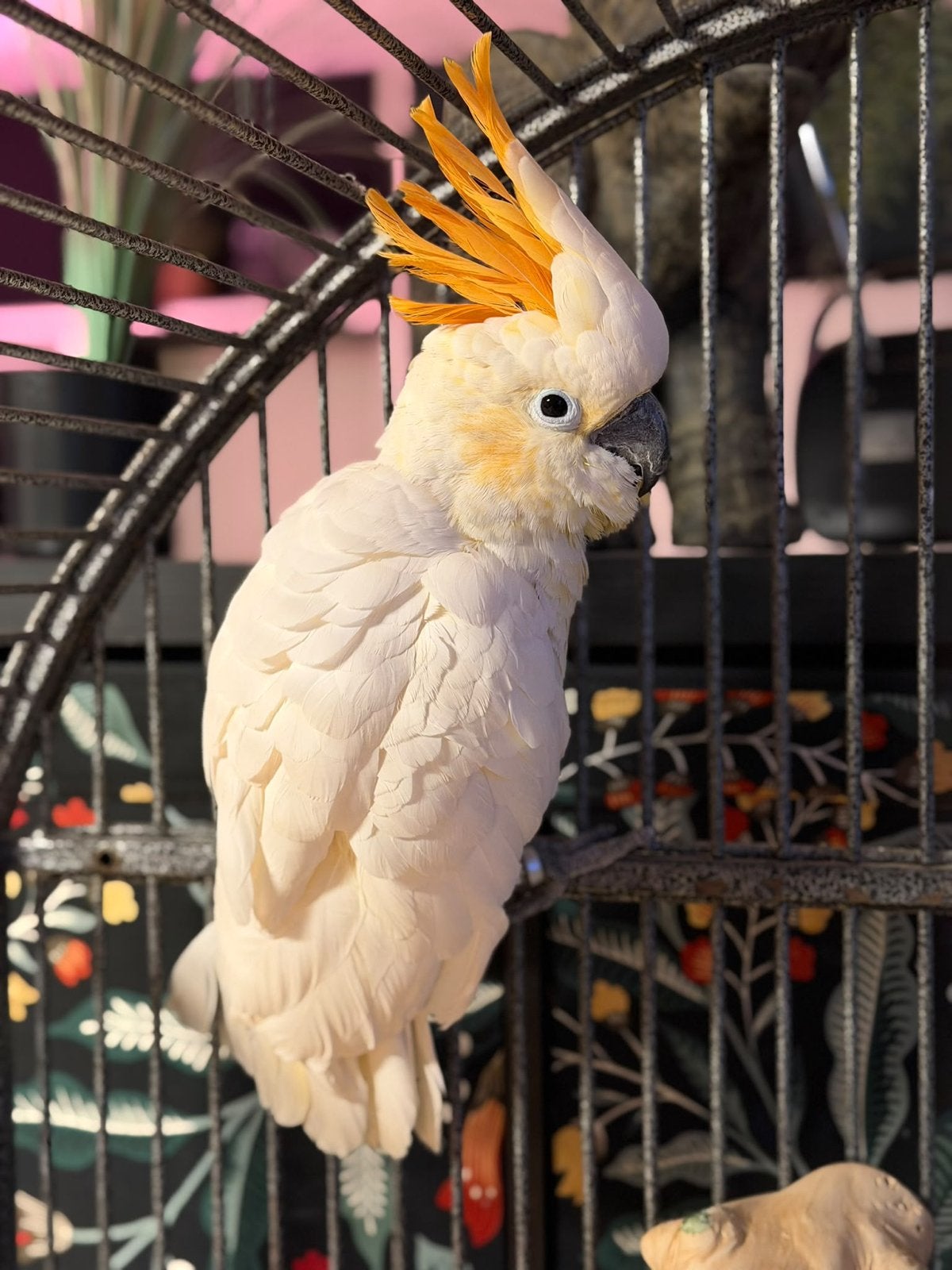 Oranje kuif kweekman