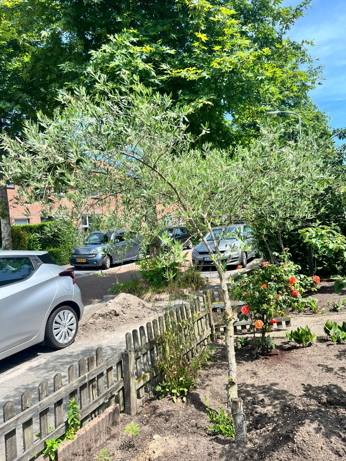 Olijfboom, Tuin en Terras, Planten | Bomen, Olijfboom, Zomer, 400 cm of meer, Ophalen