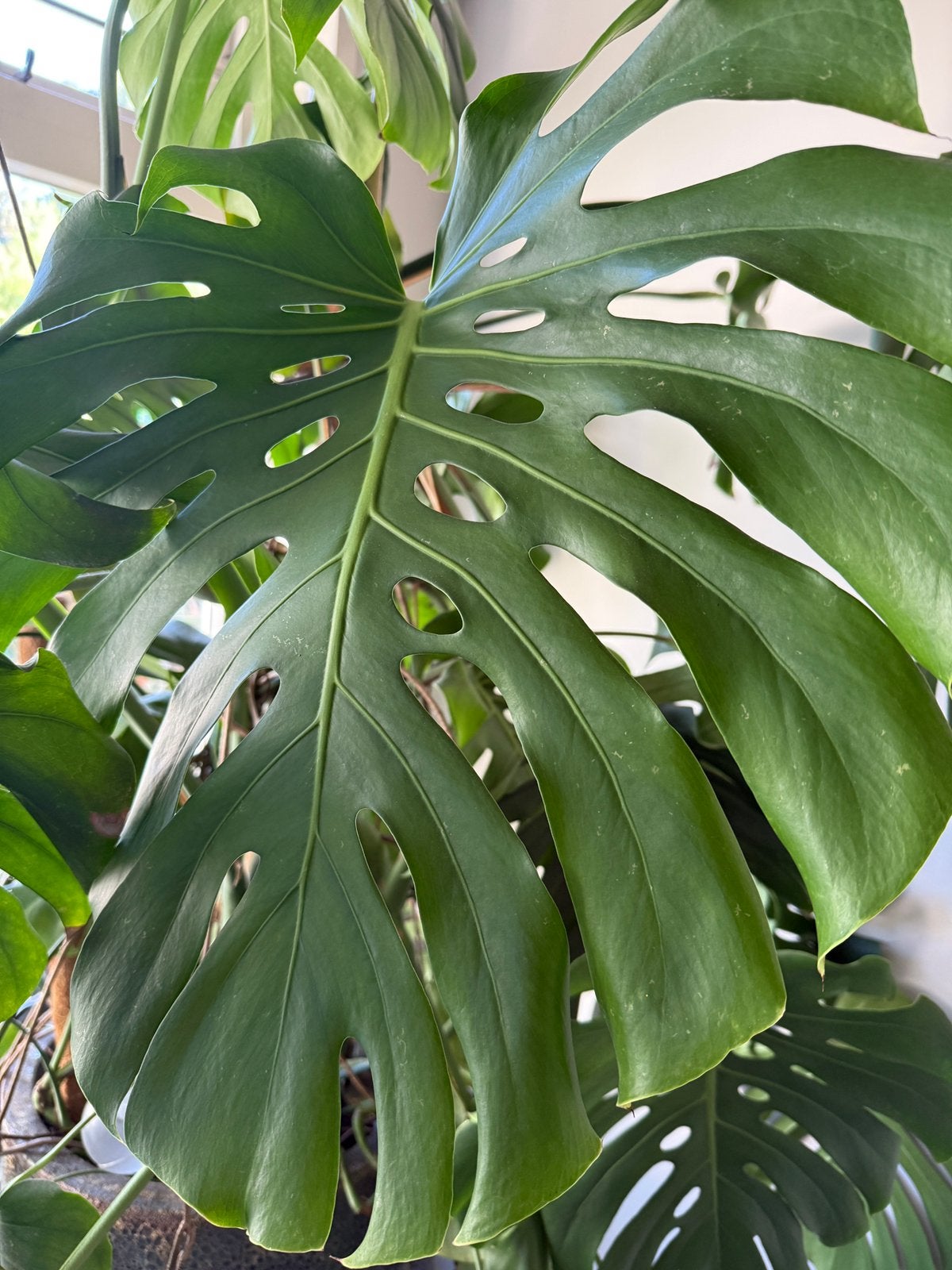 Grote Monstera Deliciosa 110cm | Gezonde kamerplant, Ophalen, Halfschaduw