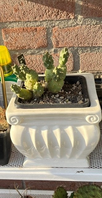 Cactus, Ophalen, Overige soorten, Volle zon