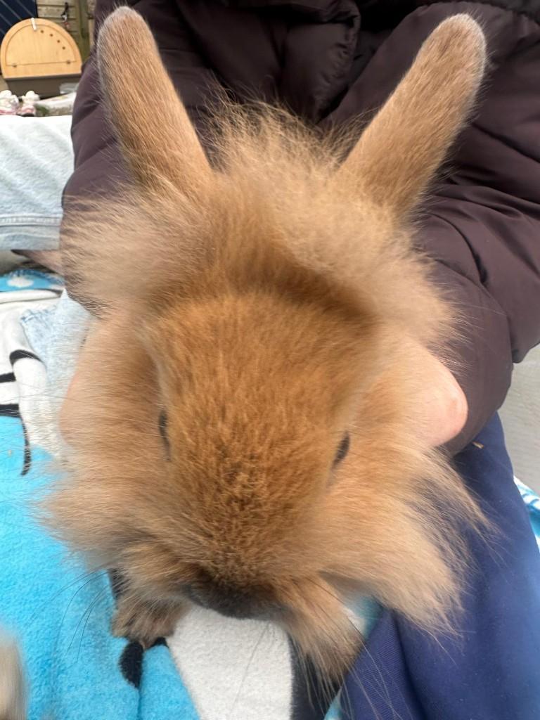 leeuwenkopje rammelaartje, Mannelijk, Dwerg, 0 tot 2 jaar