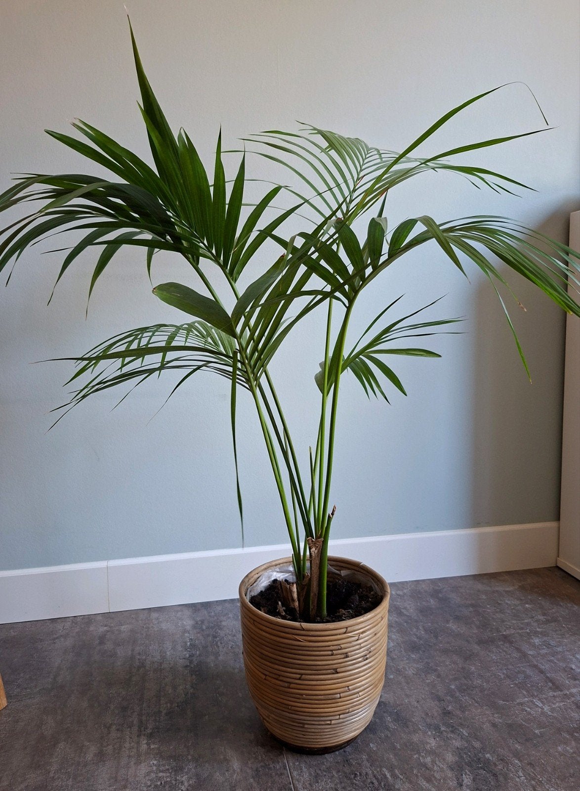 Kentiapalm met pot, Ophalen, 100 tot 150 cm, Palm, Halfschaduw