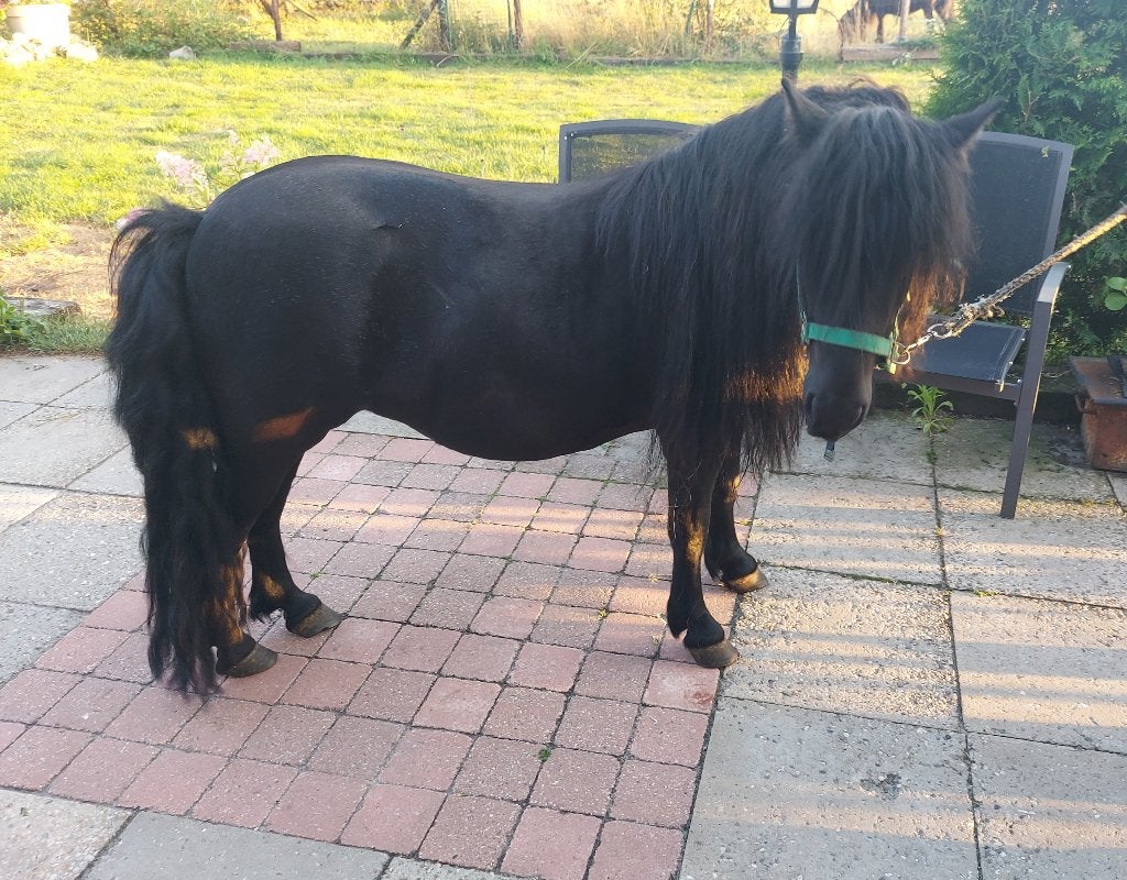 mooie shet ca 105 groot, Dieren en Toebehoren, Pony's, Merrie, Met stamboom, Niet van toepassing, A pony (tot 1.17m)