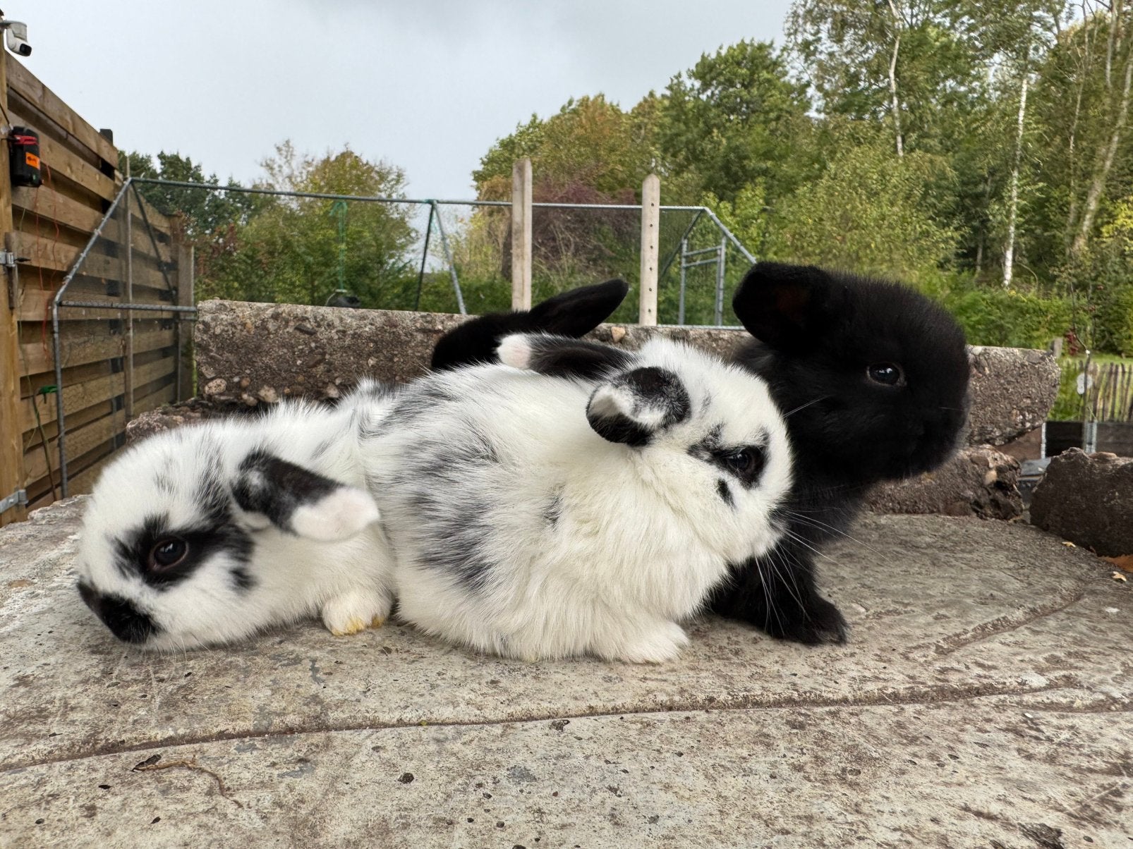 Nederlandse hangoor dwerg nestje, Dieren en Toebehoren, Meerdere dieren, Dwerg, Hangoor