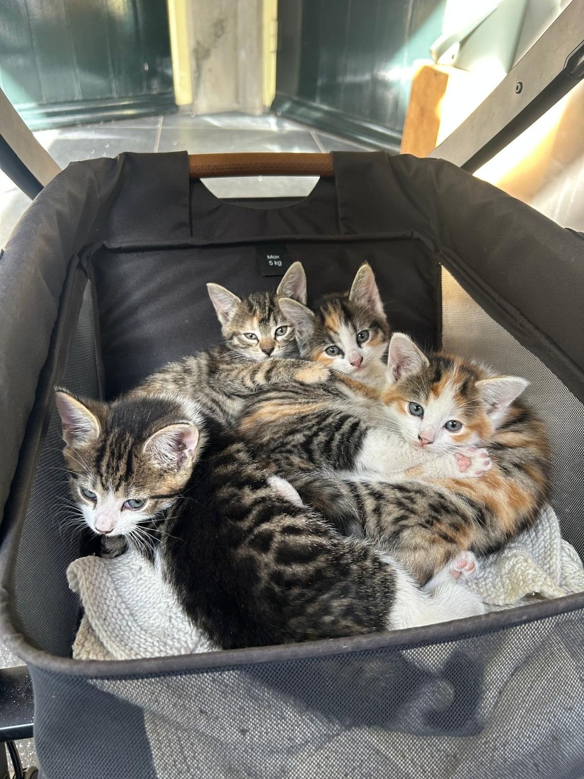 4 lieve kortharige kittens, Meerdere dieren