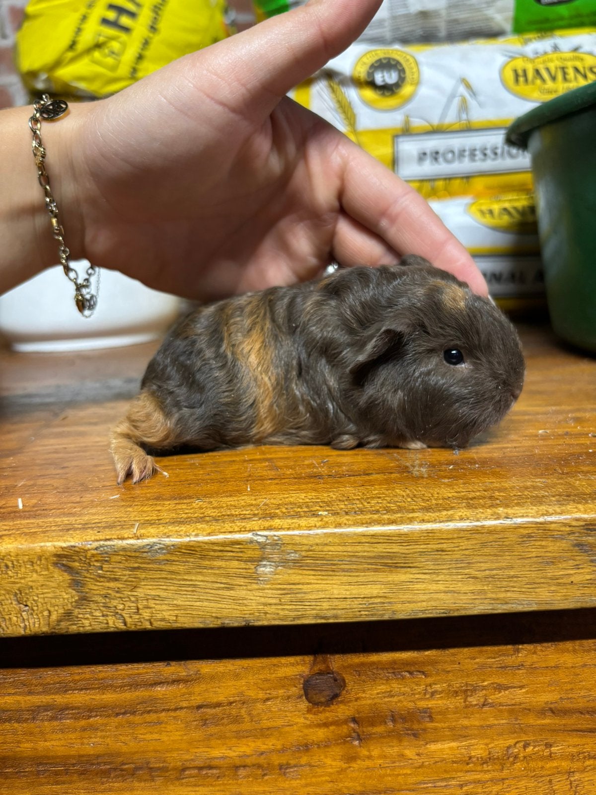 Cavia zeugjes, September, Vrouwelijk, Cavia