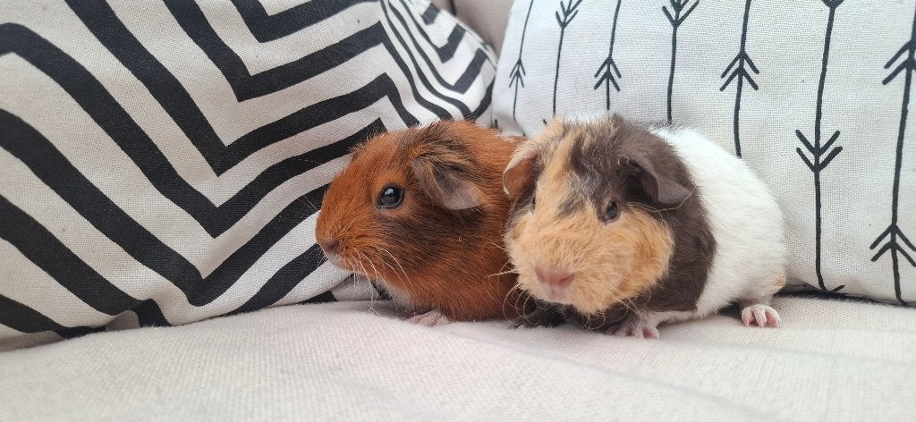 2 knappe mannen cavia's baby, Dieren en Toebehoren, Knaagdieren, Cavia, Juni, Mannelijk, Tam