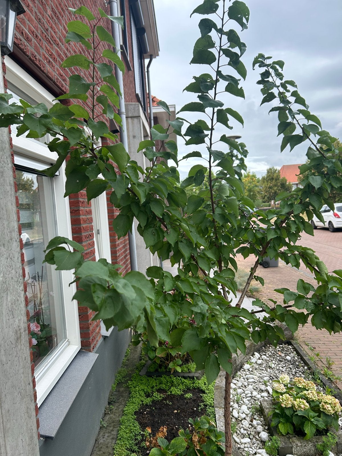 Jonge Leiboom - Ideaal voor kleine tuinen, Tuin en Terras, Bloeit niet, Leiboom, 250 tot 400 cm, Ophalen