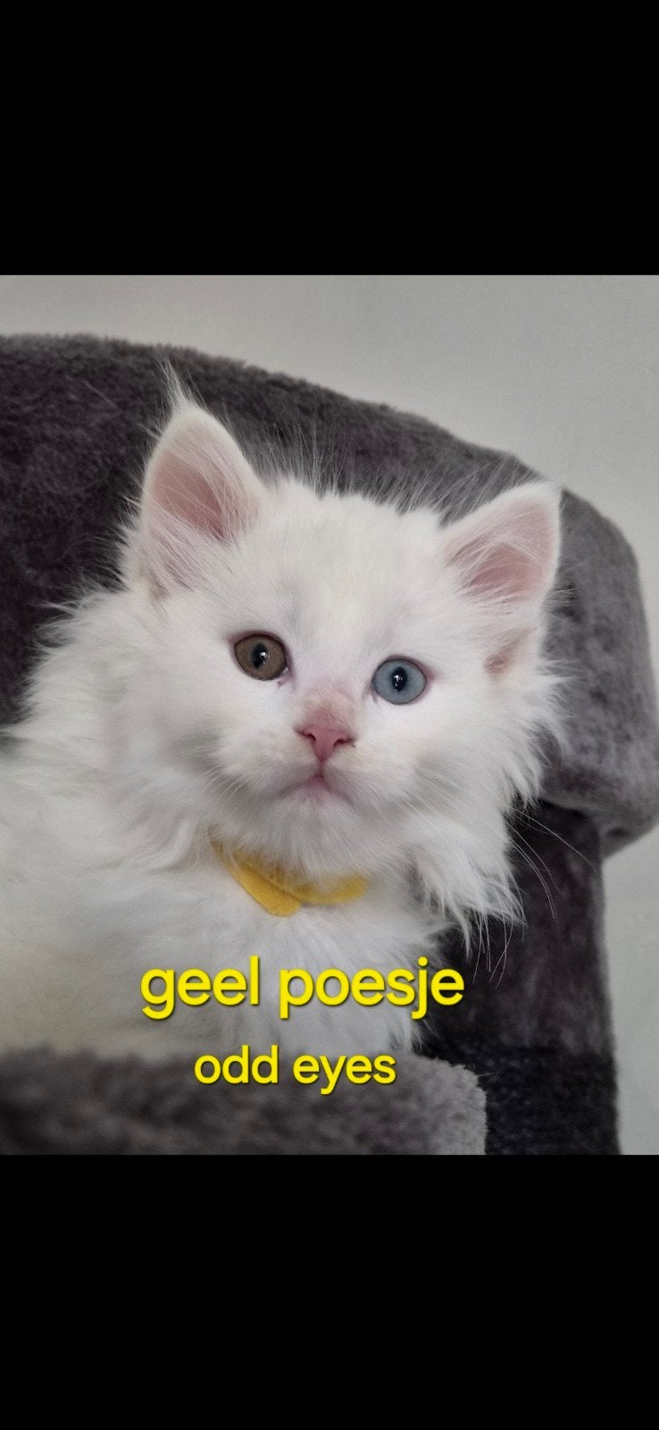 ♡ 6 maine coon kittens ♡, Dieren en Toebehoren