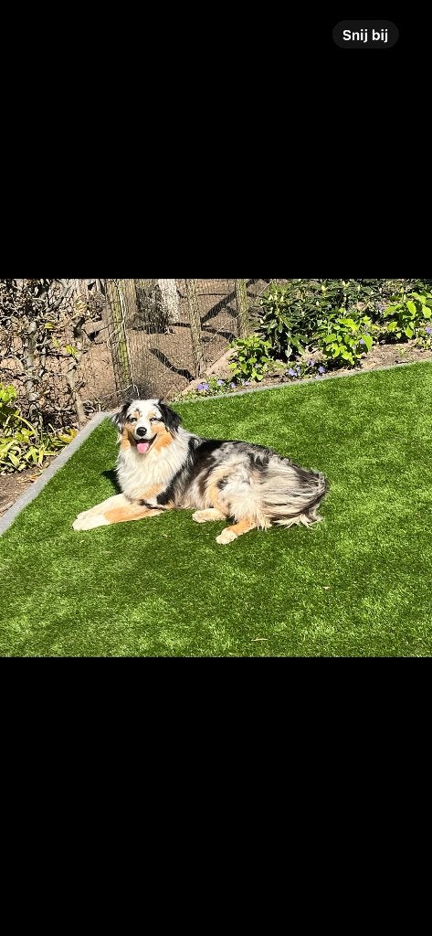 australian shepherd pups met stamboom, Dieren en Toebehoren, Honden | Herdershonden en Veedrijvers, 8 tot 15 weken, Parvo, Meerdere