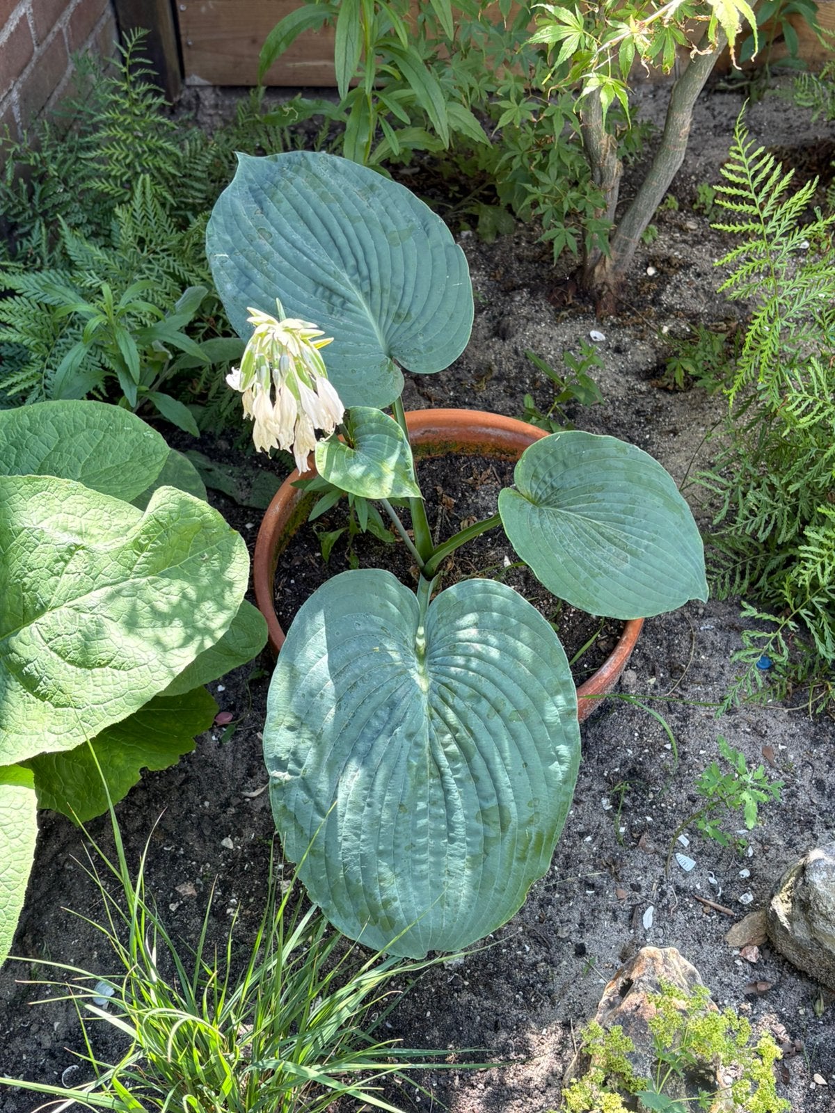 Hosta Halcyon, Ophalen, Overige soorten, Halfschaduw