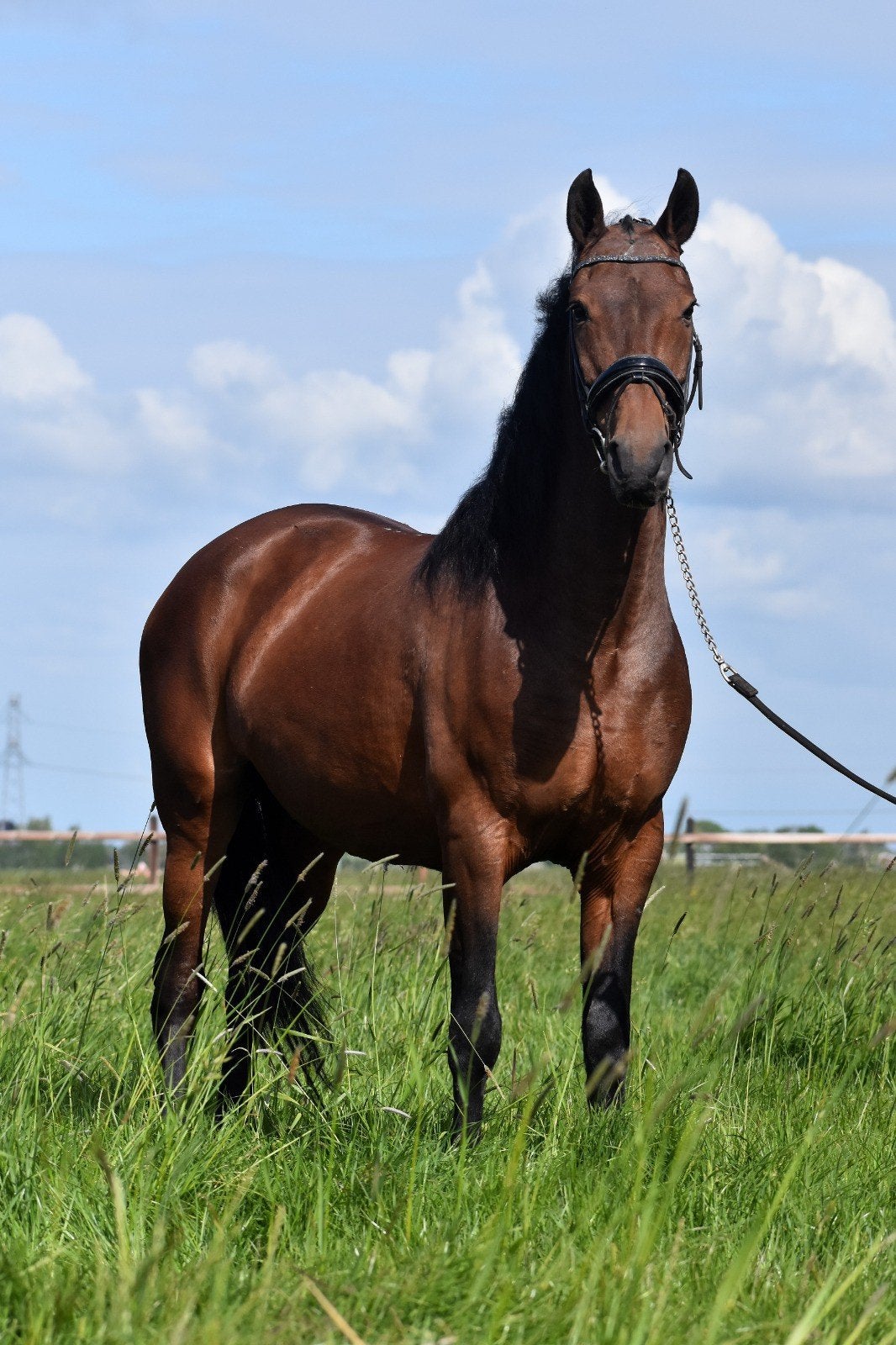 Vriendelijk, veelzijdig en nuchter, Dieren en Toebehoren, Paarden, Merrie, Recreatiepaard