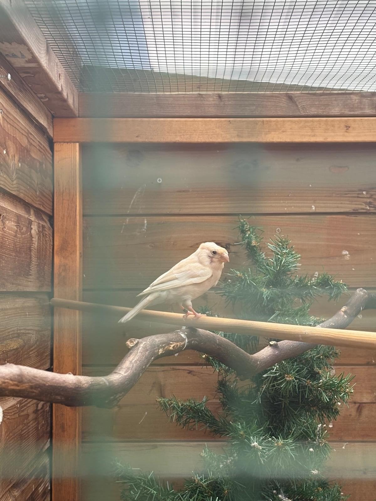 Noorse goudvink pop, Dieren en Toebehoren, Vogels | Overige Vogels, Vrouwelijk, Wildzangvogel, Geringd