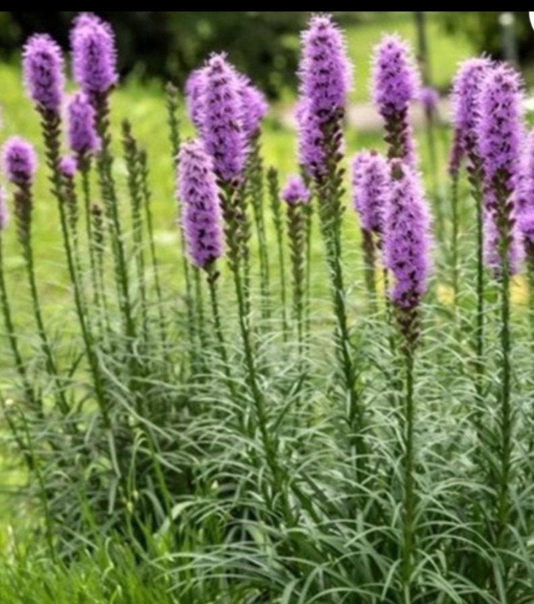 Liatris Spicata 'Kobold' P9 - Lampenpoetsersgras, Overige soorten, Volle zon, Vaste plant, Ophalen of Verzenden