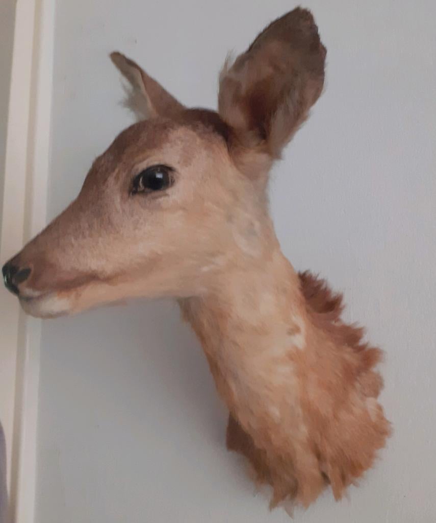 Prachtige Opgezette Ree Kop | Luxe Taxidermie/ natuur decor, Ophalen of Verzenden, Zo goed als nieuw, Hert, Gewei of Kop