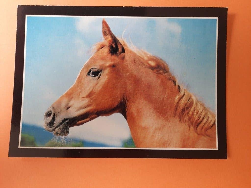 ansichtkaart paard veulen, Verzamelen, Ansichtkaarten | Dieren, Ophalen, 1980 tot heden, Ongelopen, Paard