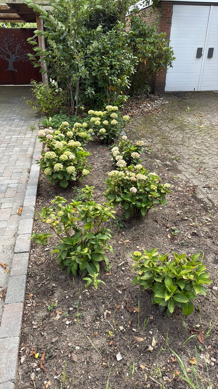 7 hortensia’s – volwassen planten, Tuin en Terras, Ophalen, Hortensia, Minder dan 100 cm