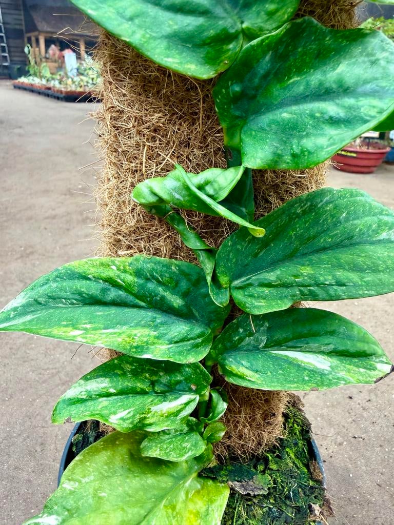 Rhaphidophora Korthalsii Variegata op mosstok, Overige soorten, In pot, Minder dan 100 cm, Groene kamerplant