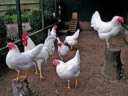 Britse leghorn broedeiren gezocht, Vrouwelijk, Kip