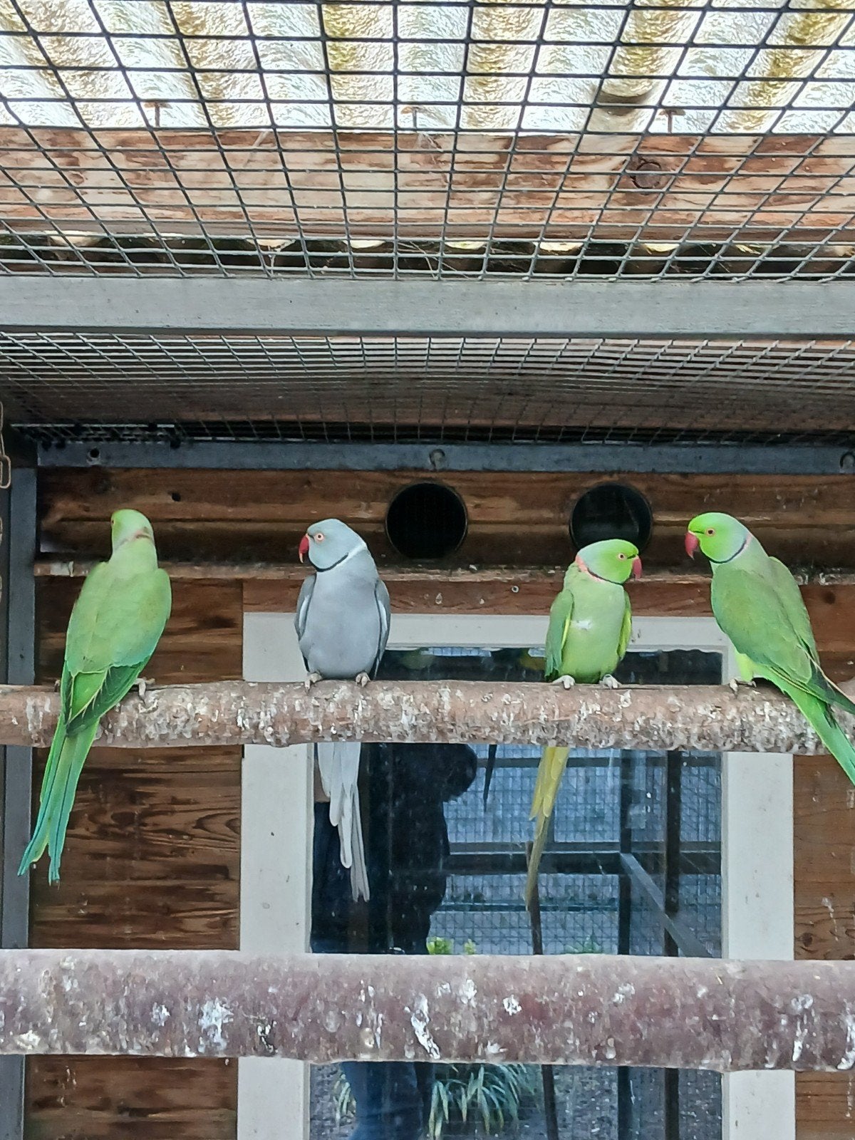 Te koop 2 groene halsband parkiet mannen, Mannelijk, Parkiet