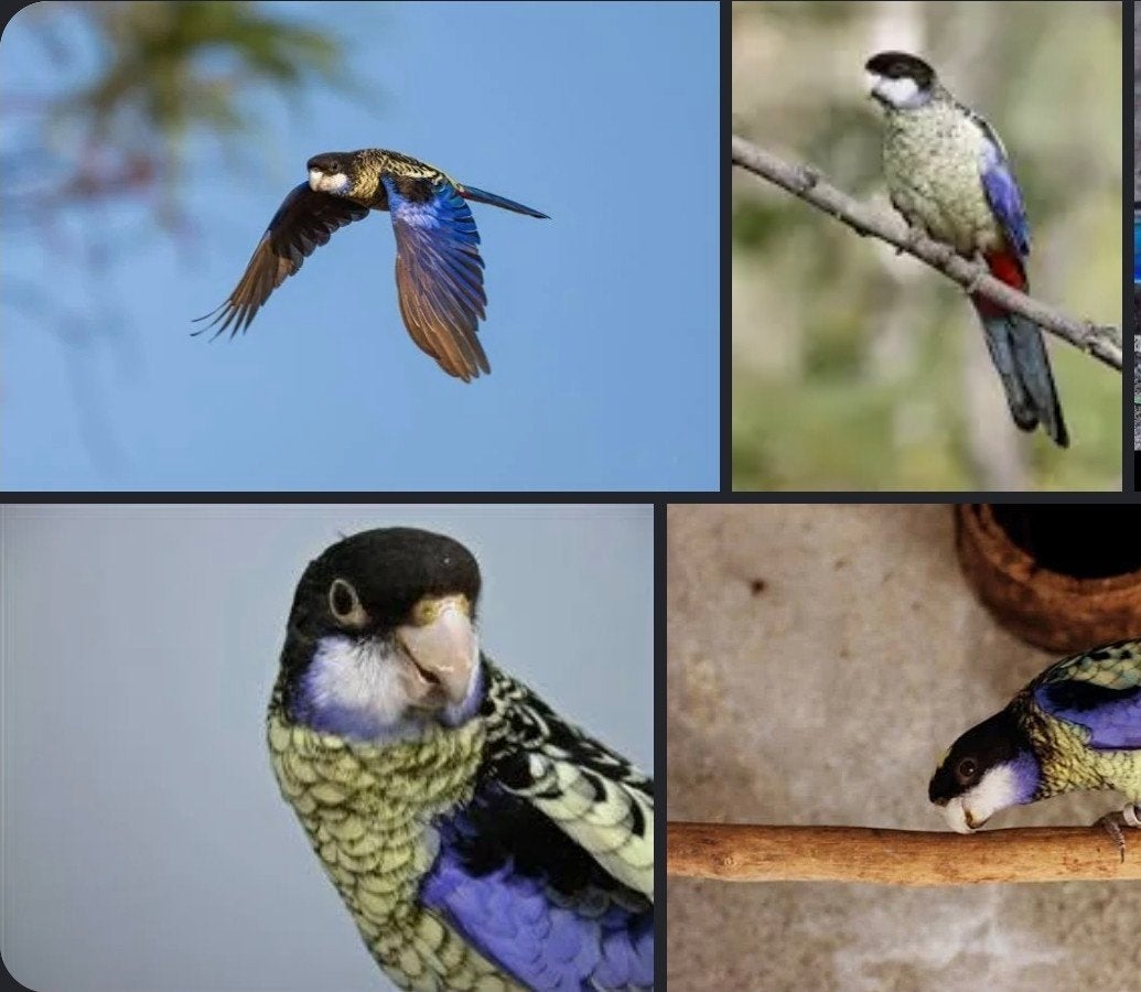 gezocht, koppel Brown Rosella's, Meerdere dieren, Geringd