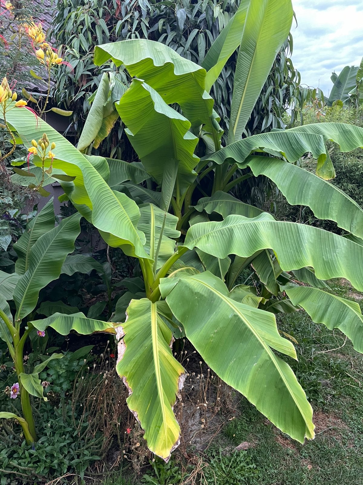 Musa basjoo, Tuin en Terras, Ophalen, Overige soorten, Volle zon