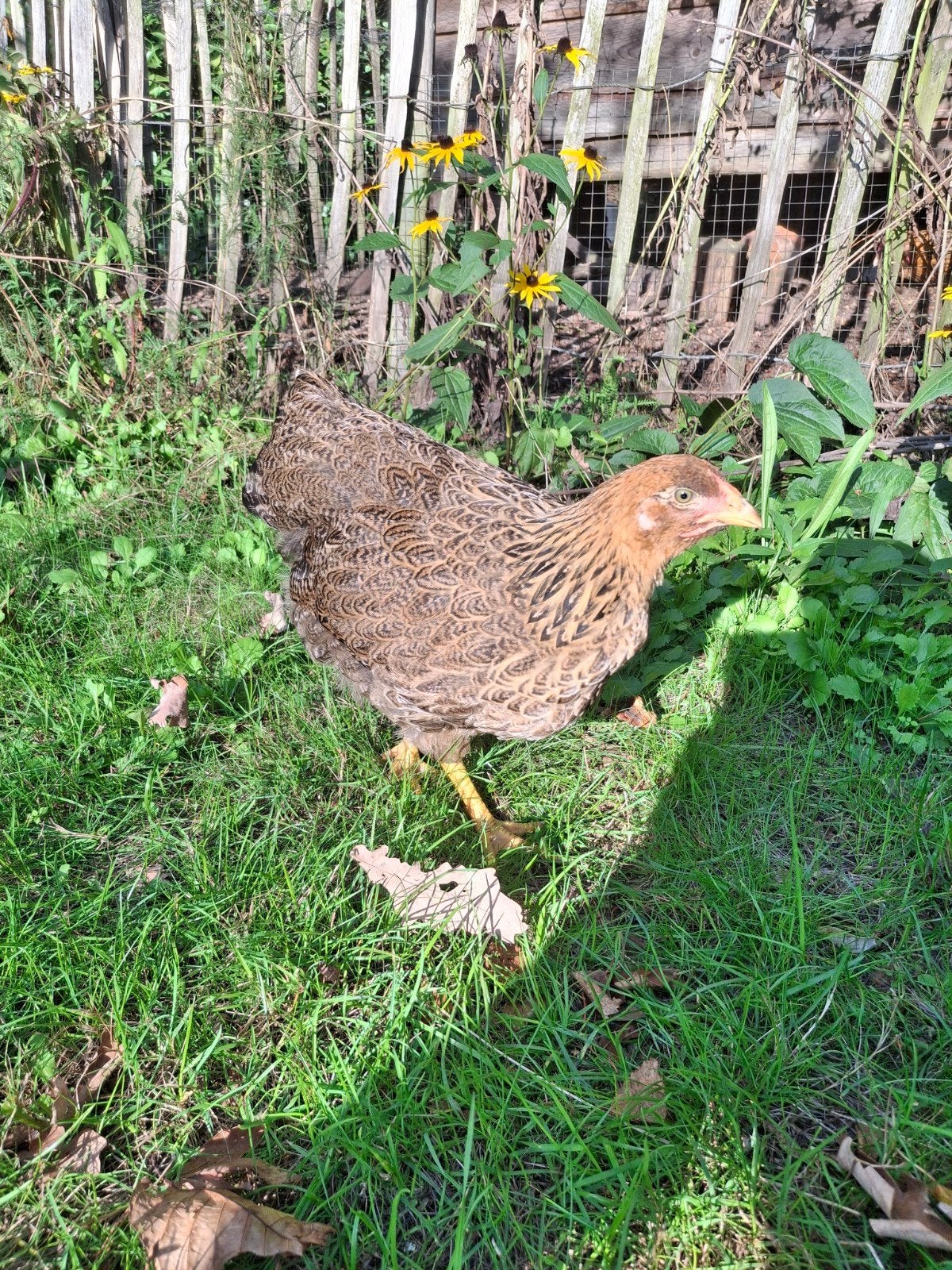 2x wyandotte meerzomig patrijs hen (groot), Dieren en Toebehoren, Pluimvee, Vrouwelijk, Kip