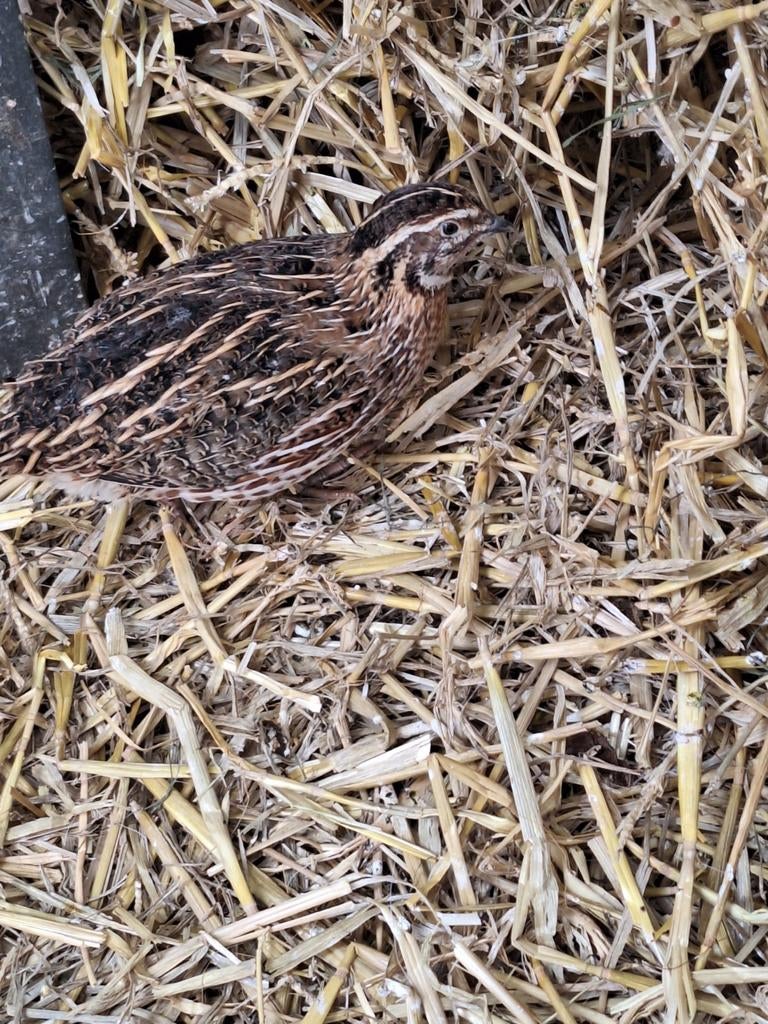 2Japanse kwartel haantjes te koop, Dieren en Toebehoren, Mannelijk