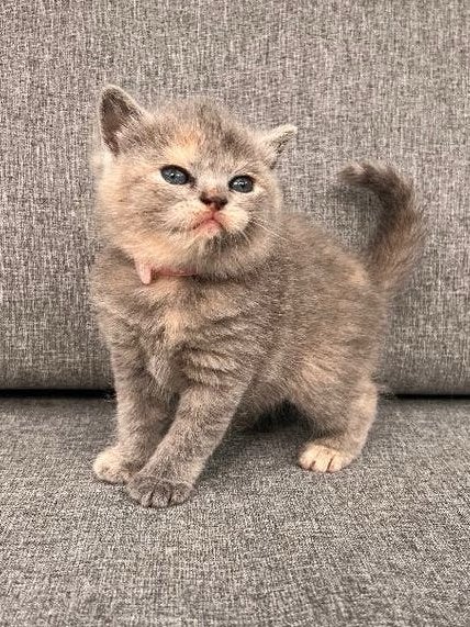 Prachtige Britse korthaar kittens, Dieren en Toebehoren, Meerdere dieren, Gechipt, 0 tot 2 jaar