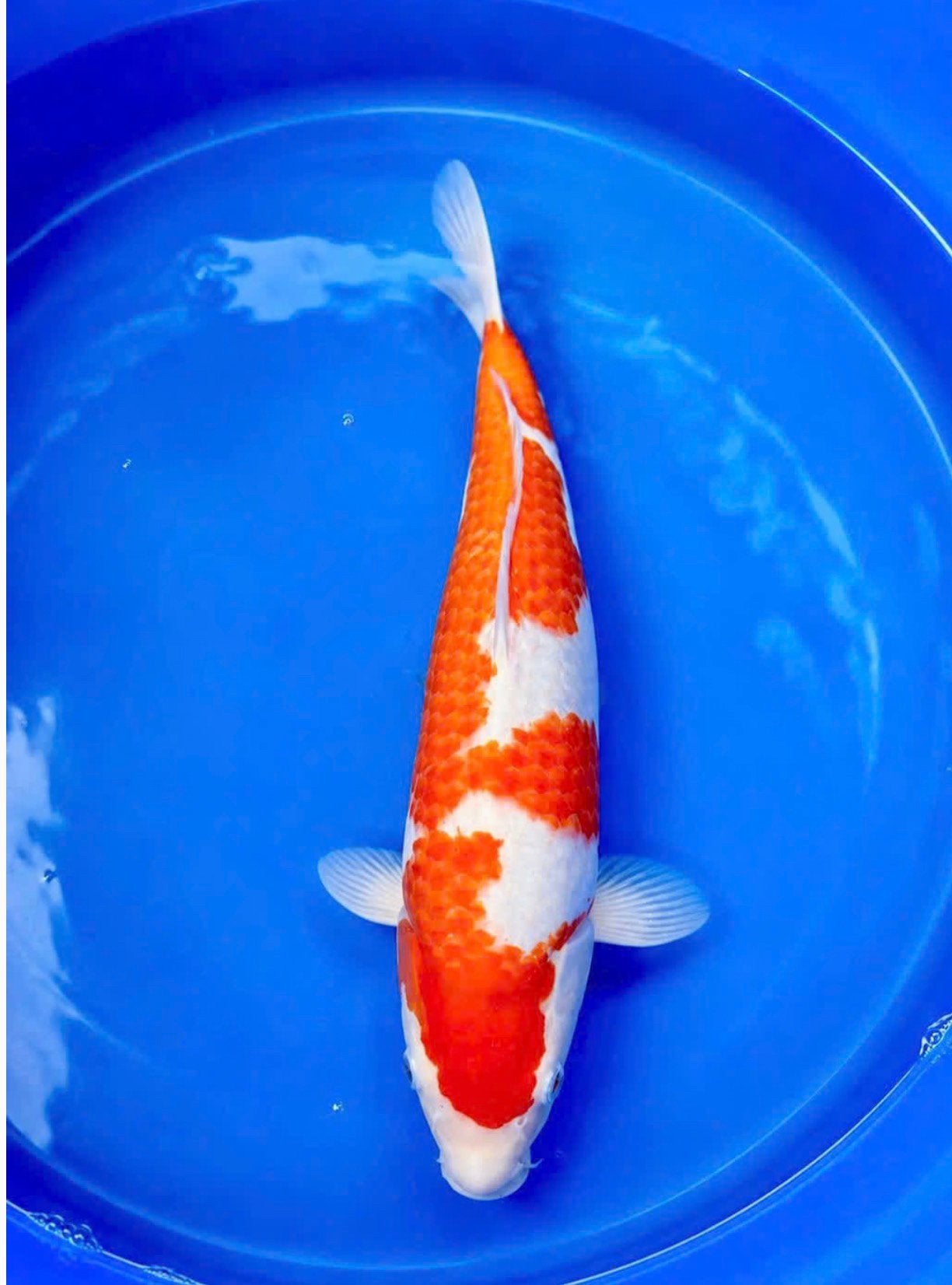 Japanse koi Conias Kohaku tosai 37 cm, Karper of Koi