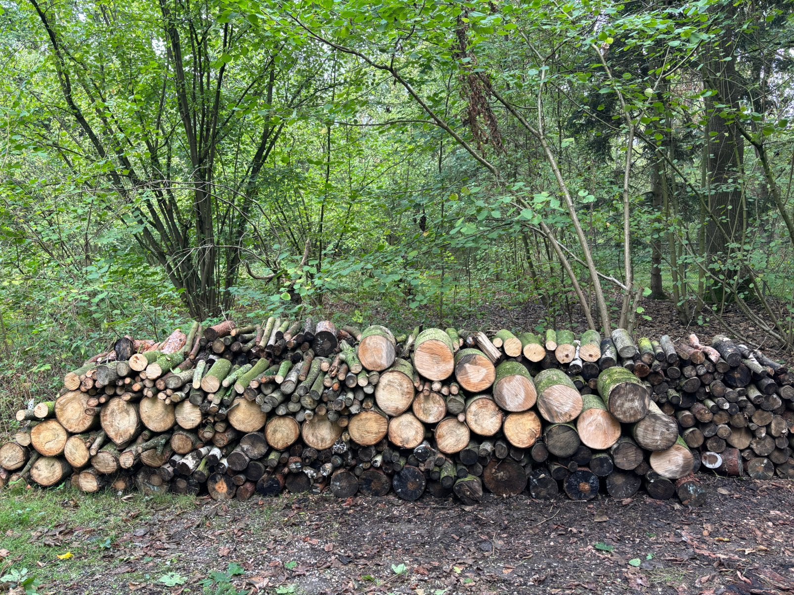Vers haardhout per kuub te koop, Minder dan 3 m³, Ophalen, Eikenhout, Blokken