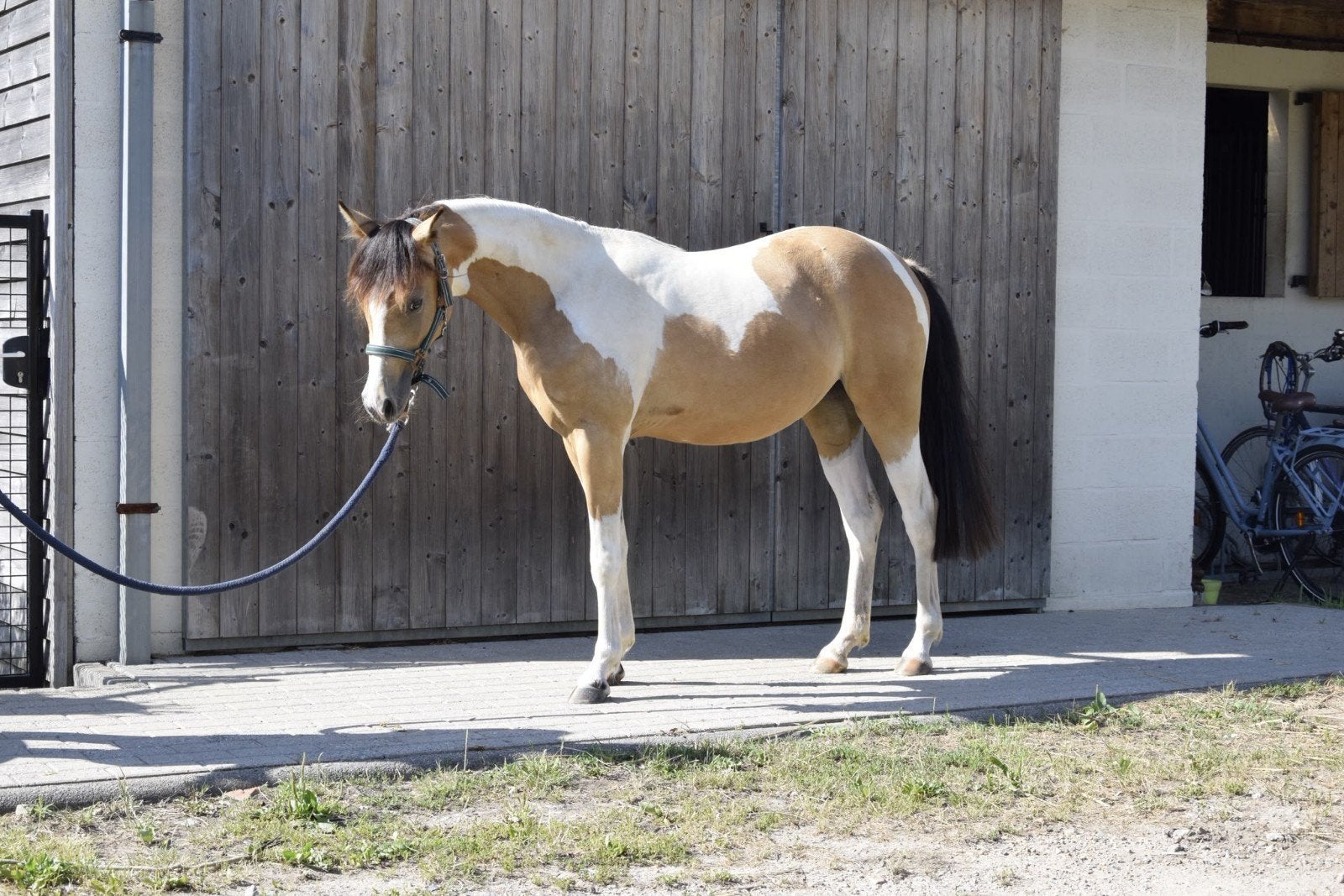 ️ ❤️Toekomstige BRP sportpony ️❤️, Dieren en Toebehoren, Pony's, Merrie, Met stamboom, Niet van toepassing, Springpony