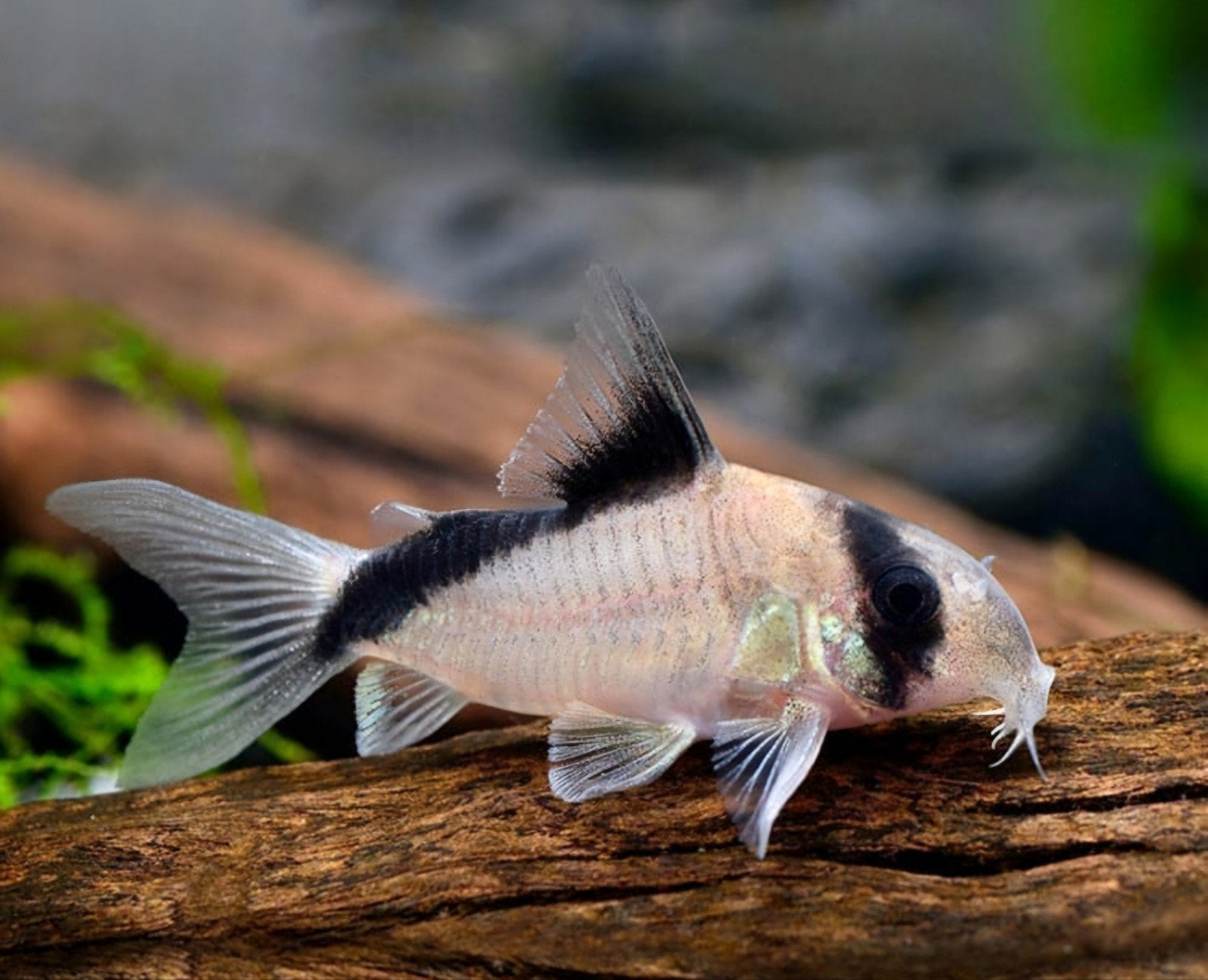 Corydoras Melini €5,-  p/s bij afname 10 stuks, Dieren en Toebehoren, Vis, Zoetwatervis, Schoolvis
