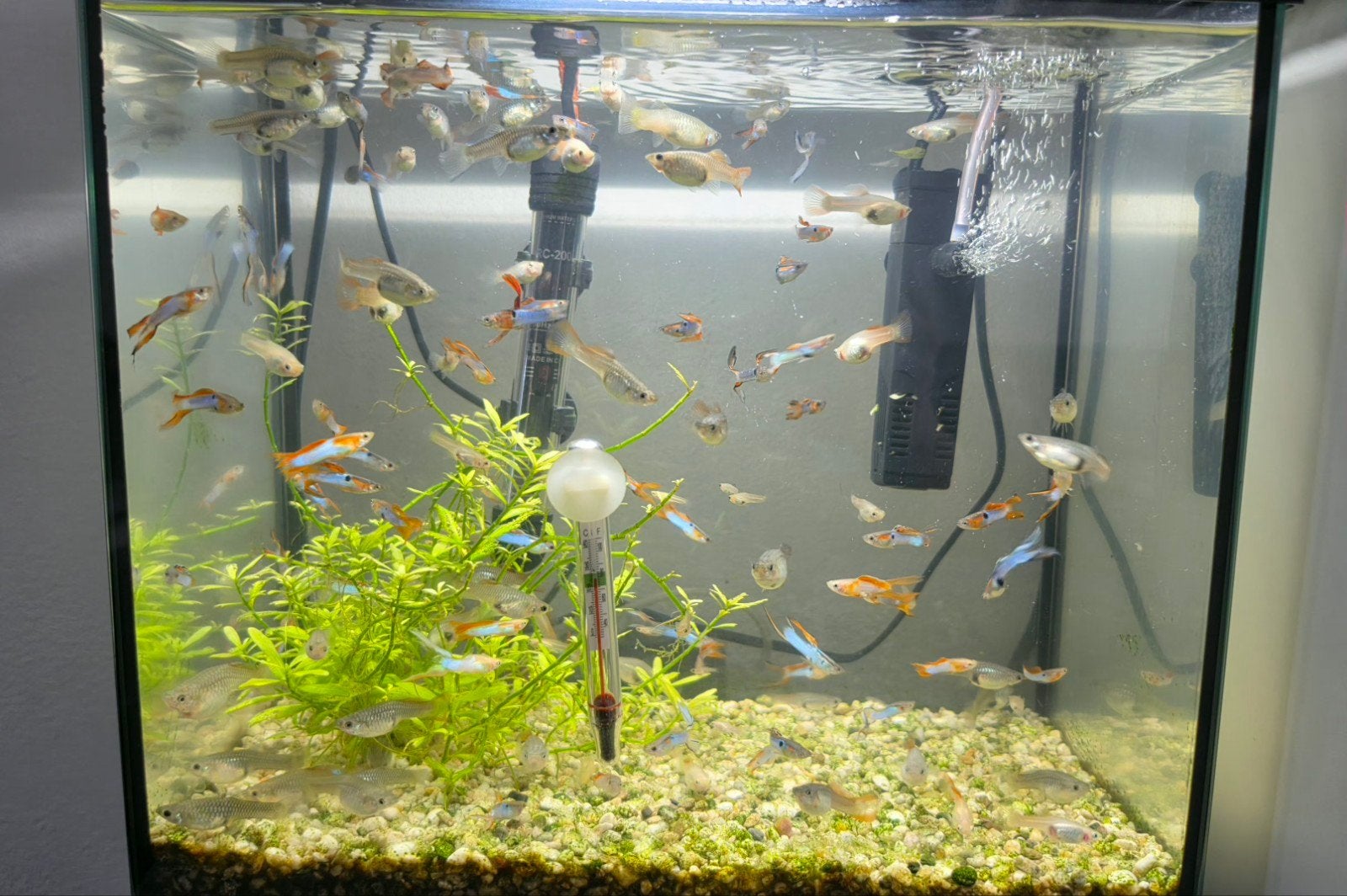 Guppies met aquarium, Dieren en Toebehoren, Vissen | Aquaria en Toebehoren, Ophalen