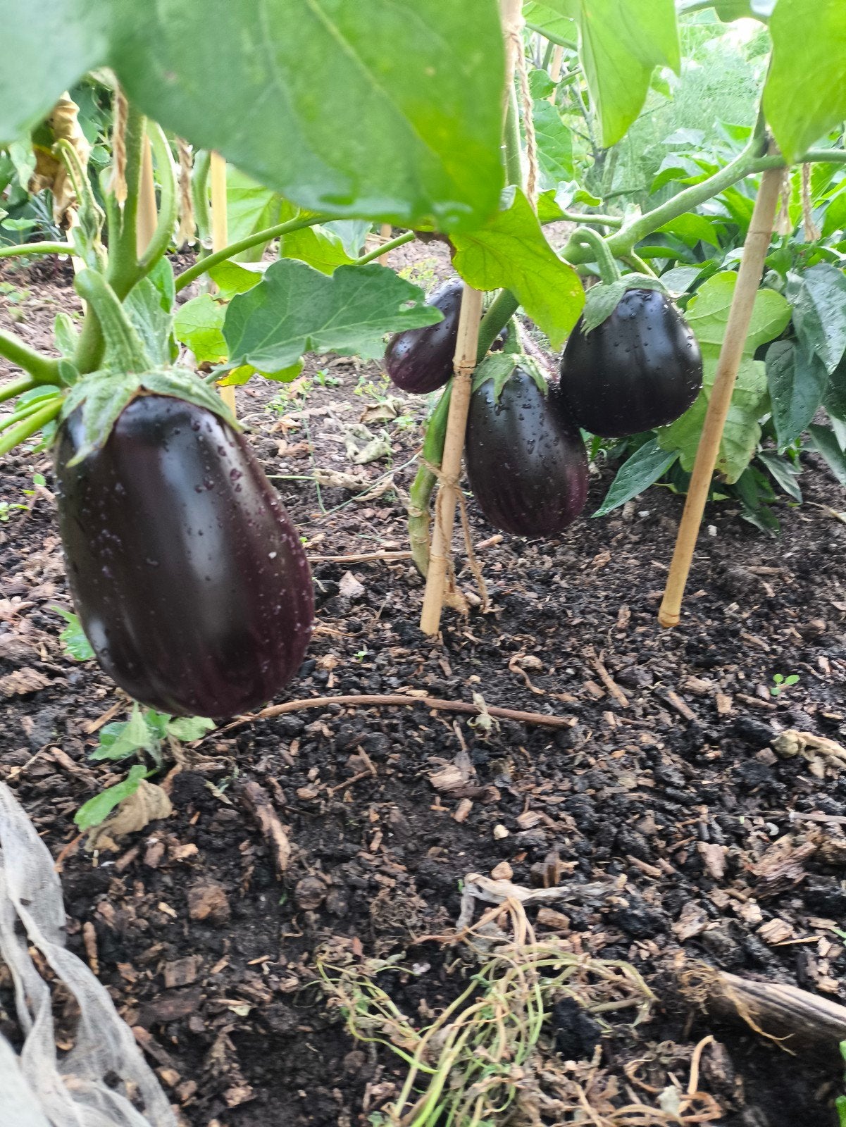 aubergines tomaten paprika peper rode kool, Ophalen