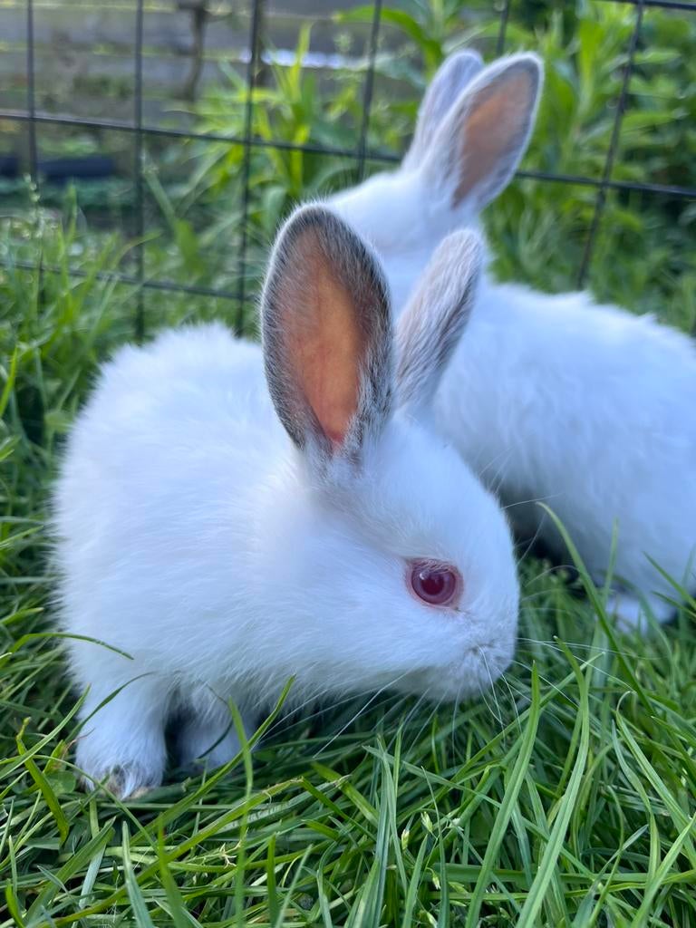 Californian konijnen jonkjes, Dieren en Toebehoren, Konijnen, Meerdere dieren