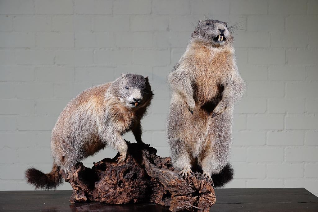 taxidermy alpenmarmotten mormeltier, Verzamelen, Ophalen, Zo goed als nieuw, Hert, Gewei of Kop