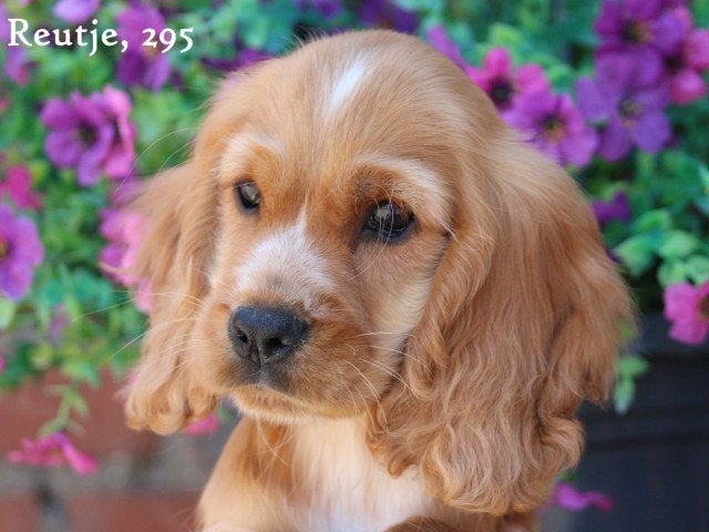 Kruising cavalier king charles spaniel pups, Dieren en Toebehoren, Nederland, Parvo, Reu, 8 tot 15 weken