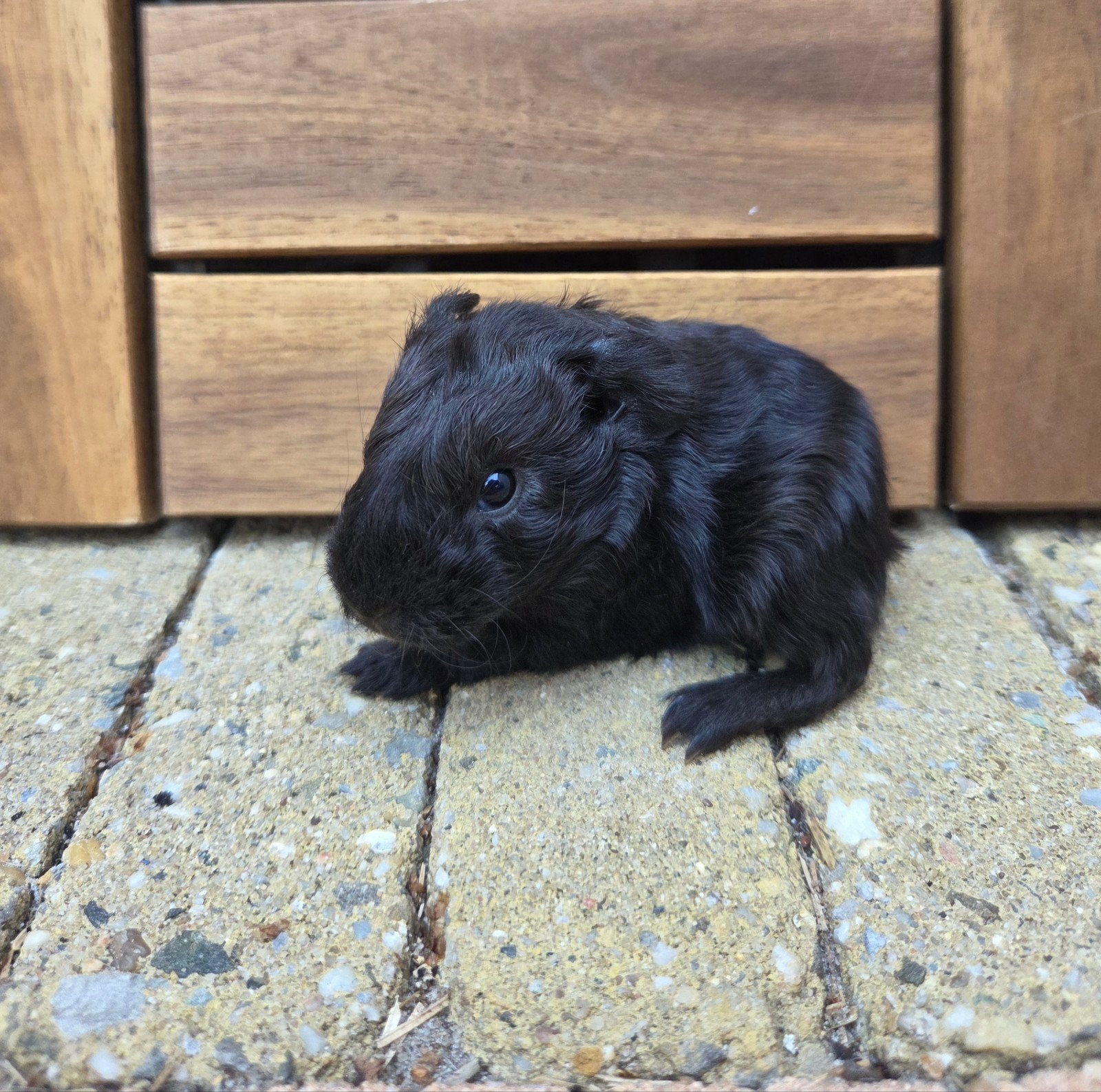 Jong us teddy beertje, Dieren en Toebehoren, Knaagdieren, Cavia, Mannelijk, Juli, Tam